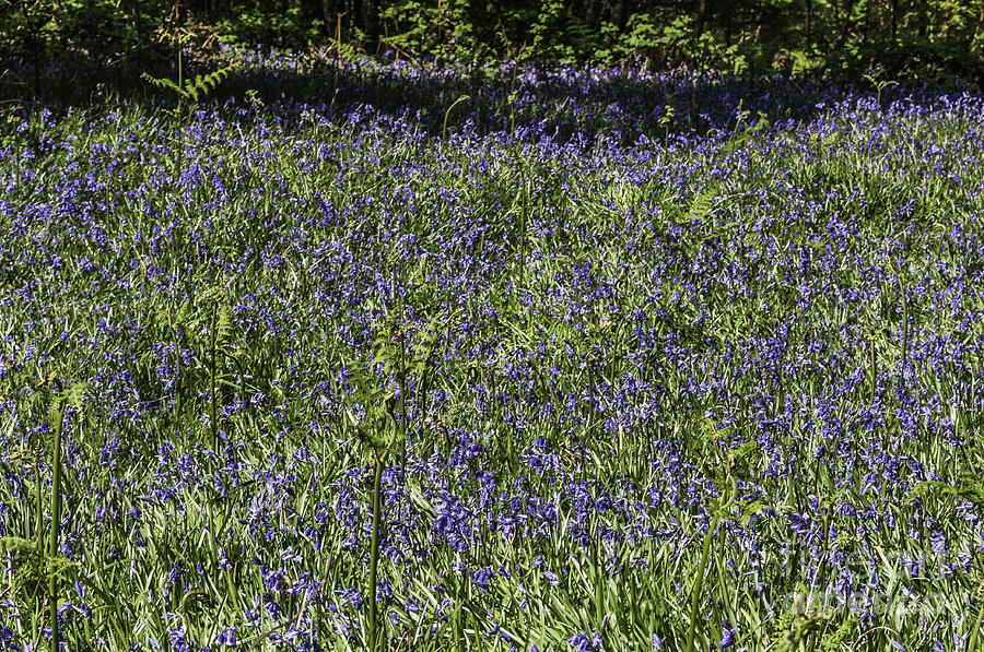  Bluebell Woods4 Photograph by Steve Purnell