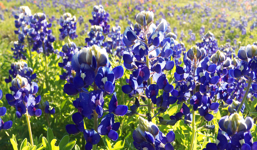  Bluebonnet Morning Painting by Karen Kennedy Chatham