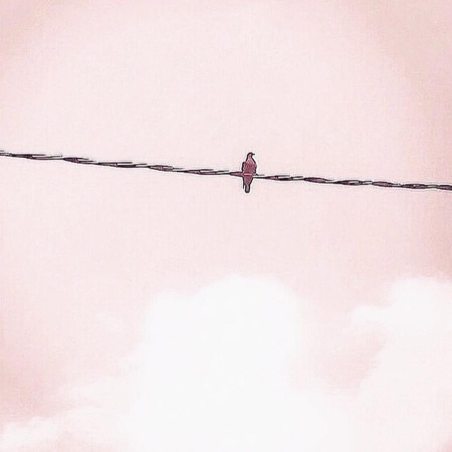 Bird Photograph - Little bird in a pink sky by Judith Sayrach