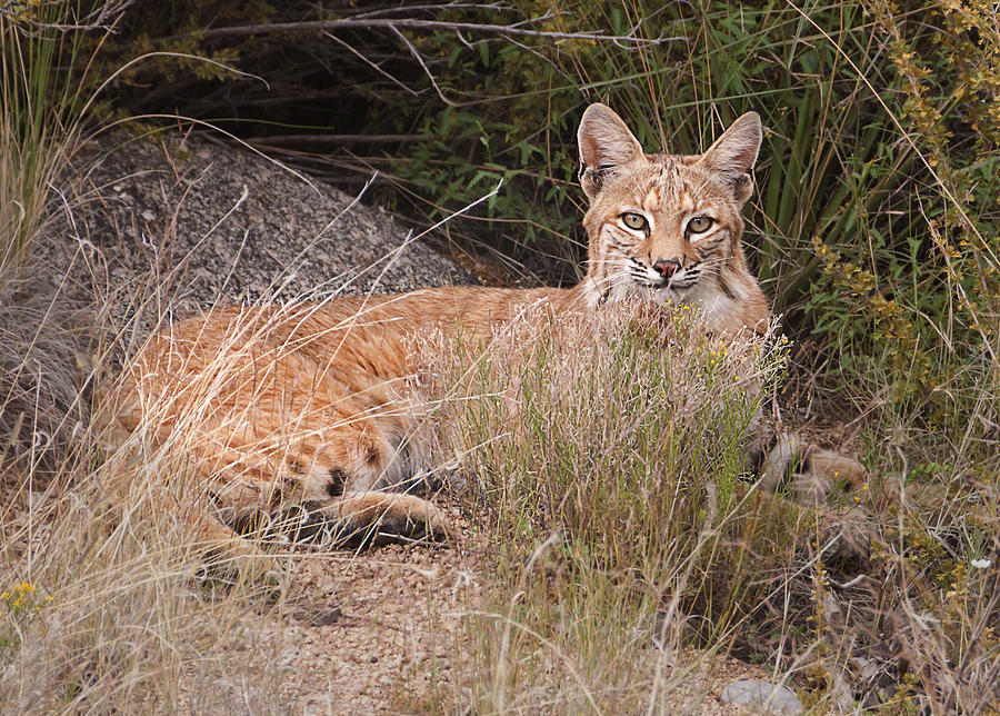 Wild Animal Photograph -  Bobcat at Rest by Alan Toepfer