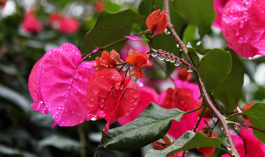  Bougainvillea in the Rain Photograph by Susan Vineyard