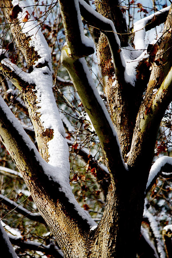  Branches with Snow Photograph by Ivete Basso Photography