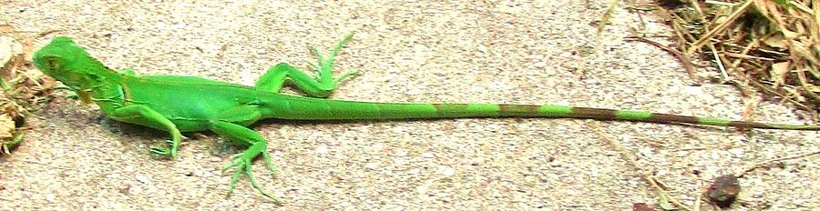 Bright Green Baby Iguana Photograph by Trudy Brodkin Storace - Fine Art ...