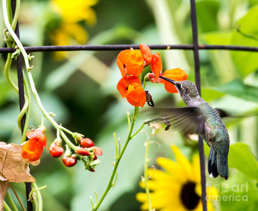  Broad-tailed Hummingbird 3 - Utah Photograph by Gary Whitton