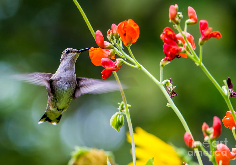 Hummingbird Photograph -  Broad-tailed Hummingbird 4 - Utah by Gary Whitton