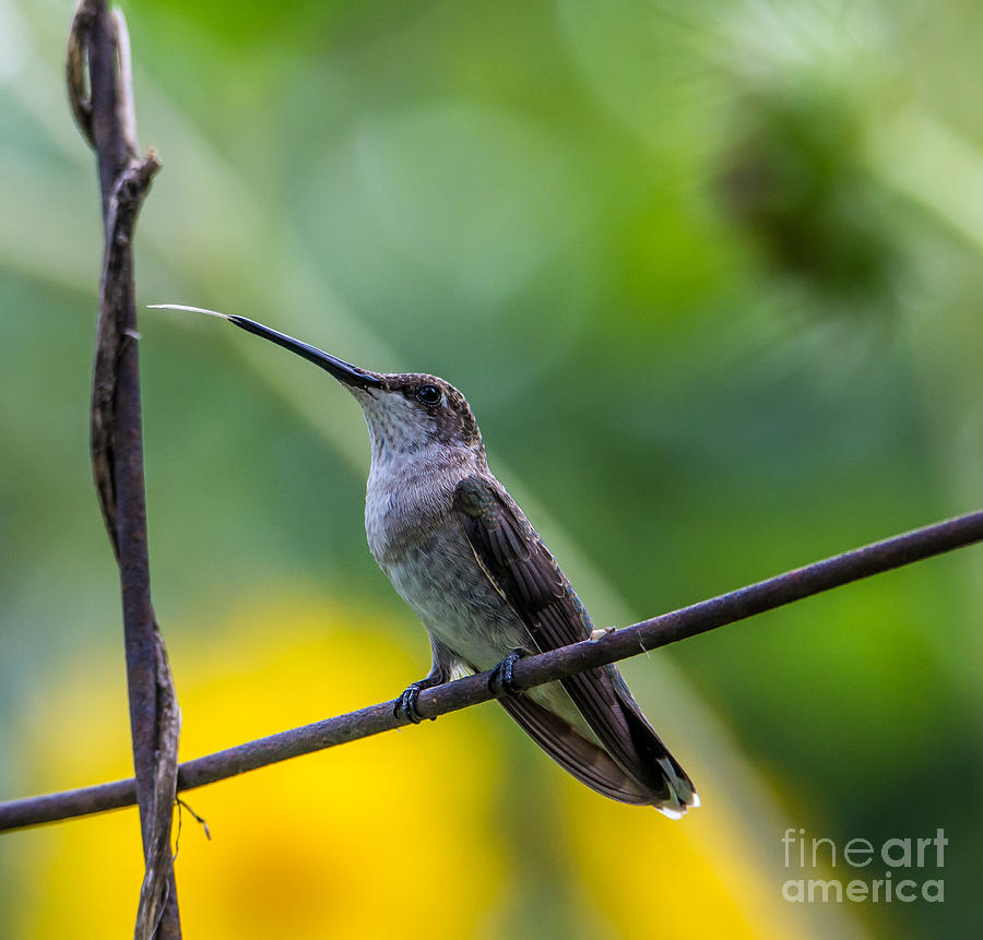  Broad-tailed Hummingbird 5 - Utah Photograph by Gary Whitton