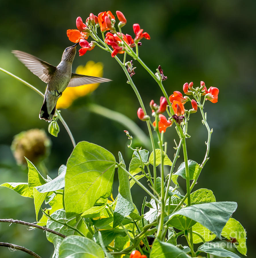  Broad-tailed Hummingbird - Utah Photograph by Gary Whitton