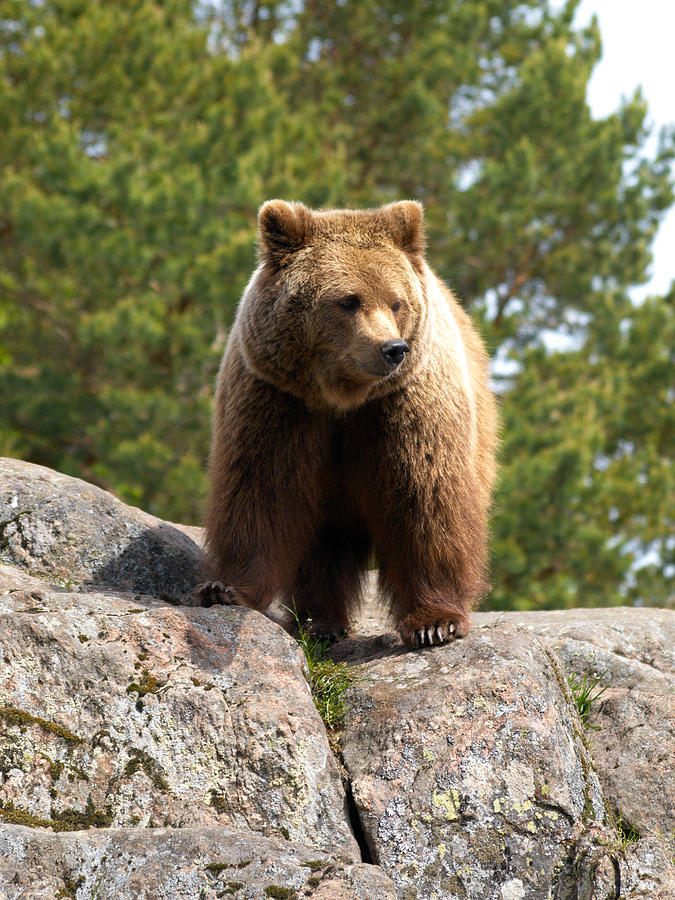  Brown bear 4 Photograph by Jouko Lehto
