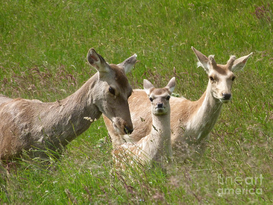  Bukhara Deer Photograph by Phil Banks