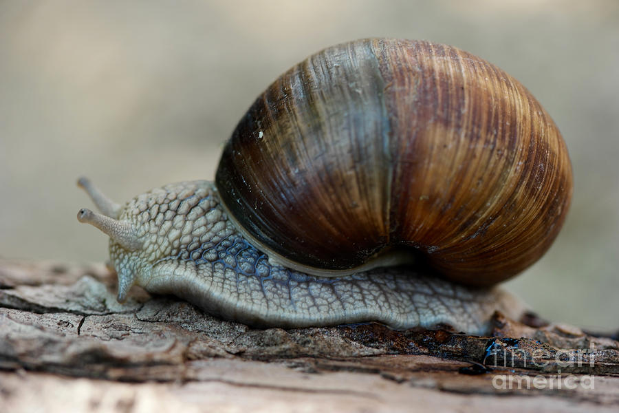 Shell Photograph -  Burgundy snail by Brothers Beerens