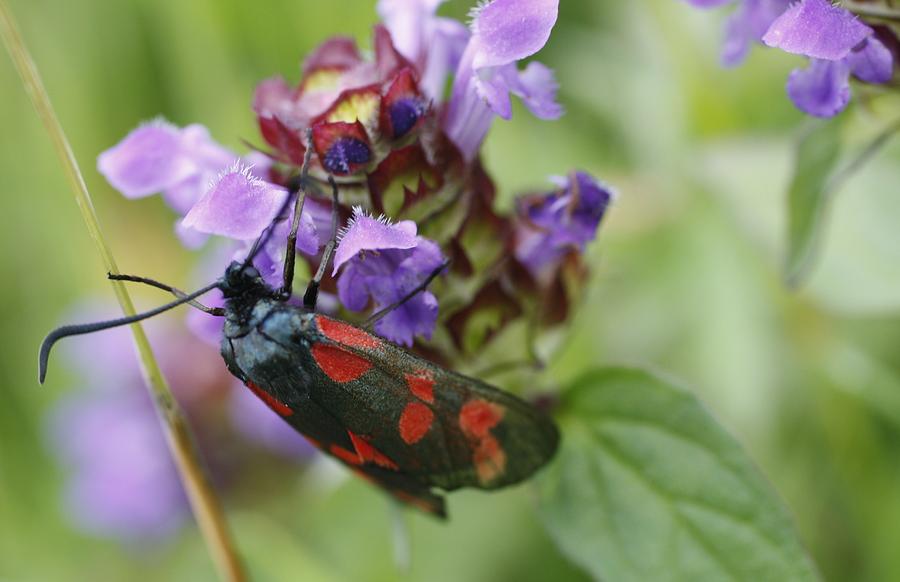  Burnet Moth Photograph by Martina Fagan