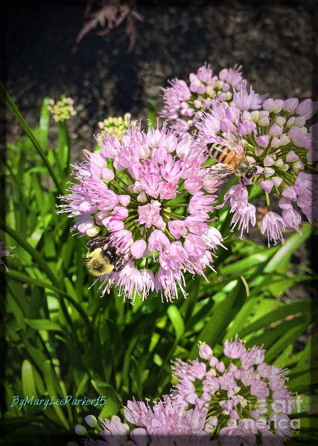 Flower Photograph -  Busy As A Bee ByMaryLeeParker by MaryLee Parker