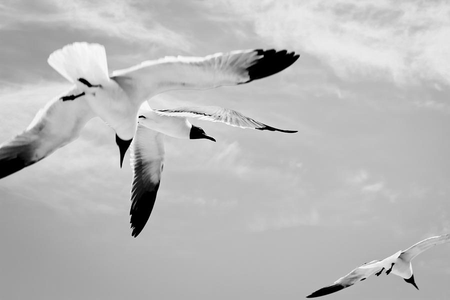  Chaos - Seagulls Black and White Photograph by Colleen Kammerer