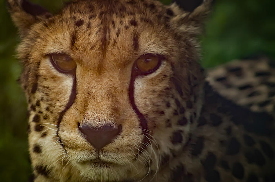  Cheetah II Photograph by Paulo Goncalves