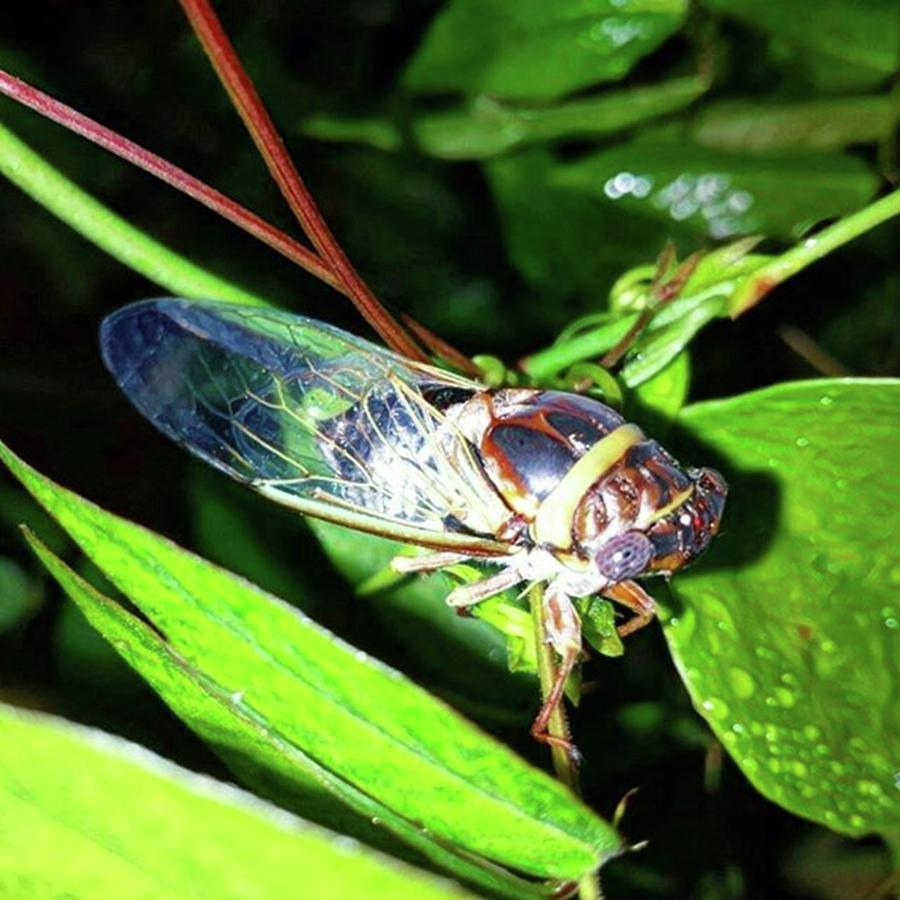 Nature Photograph - 👽 #cicada #insectagram #nature by Kazan Durante