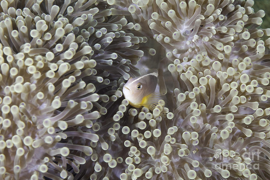  Clownfish hiding in a sea anemone Photograph by Anthony Totah