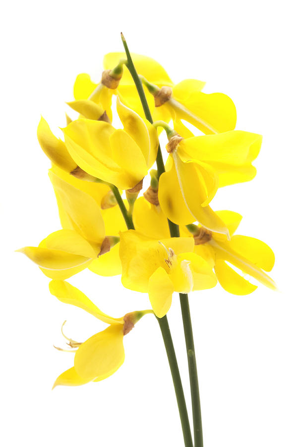 Common Broom Photograph by Fabrizio Troiani