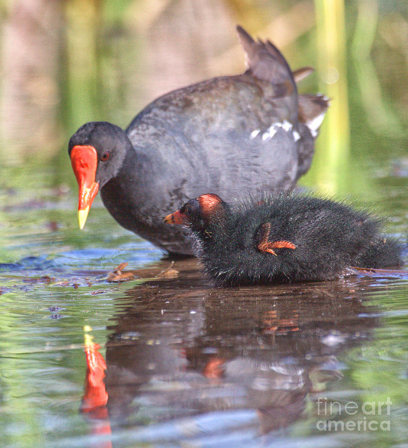  common gallinule chick and Mama Photograph by Ruth Jolly