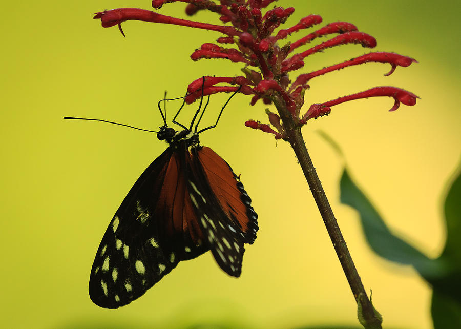  Common lacewing butterfly on red flower Photograph by Joni Eskridge