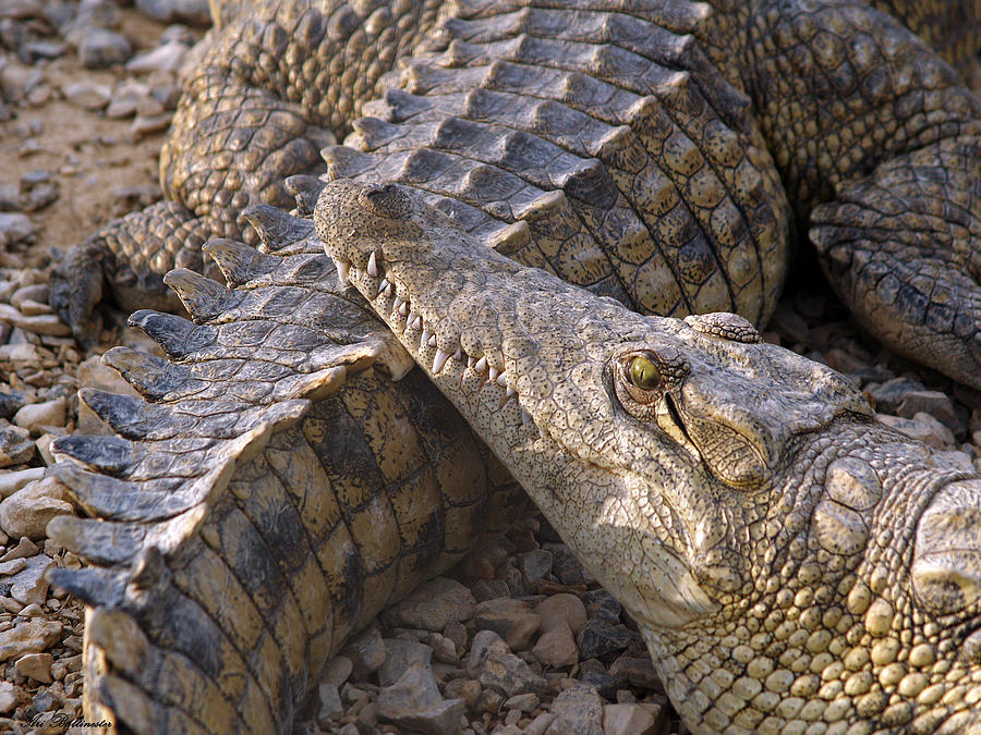  Crocodile - Time to rest Photograph by Arik Baltinester