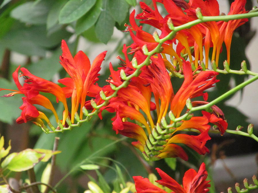  Crocosmia spritfire Photograph by Alfred Ng