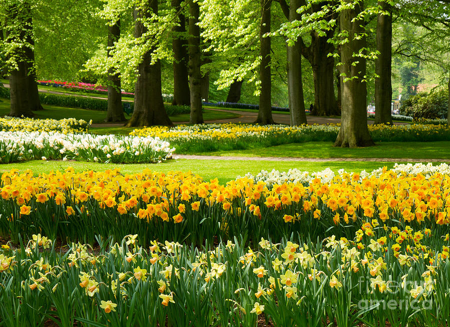  Daffodils In Spring Garden Photograph by Anastasy Yarmolovich