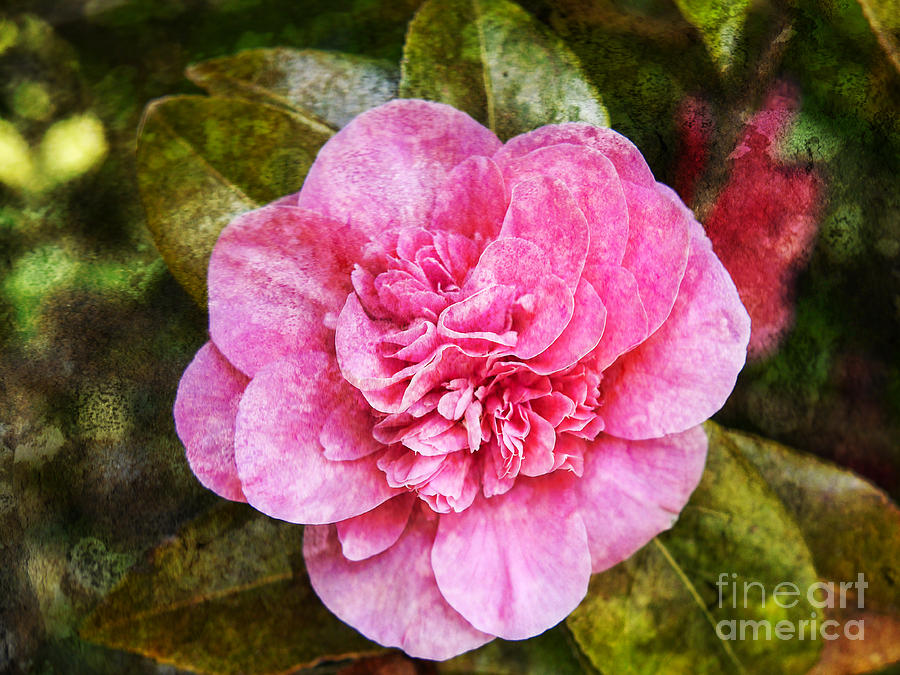 Stained Glass Camellia Photograph by Brenda Kean