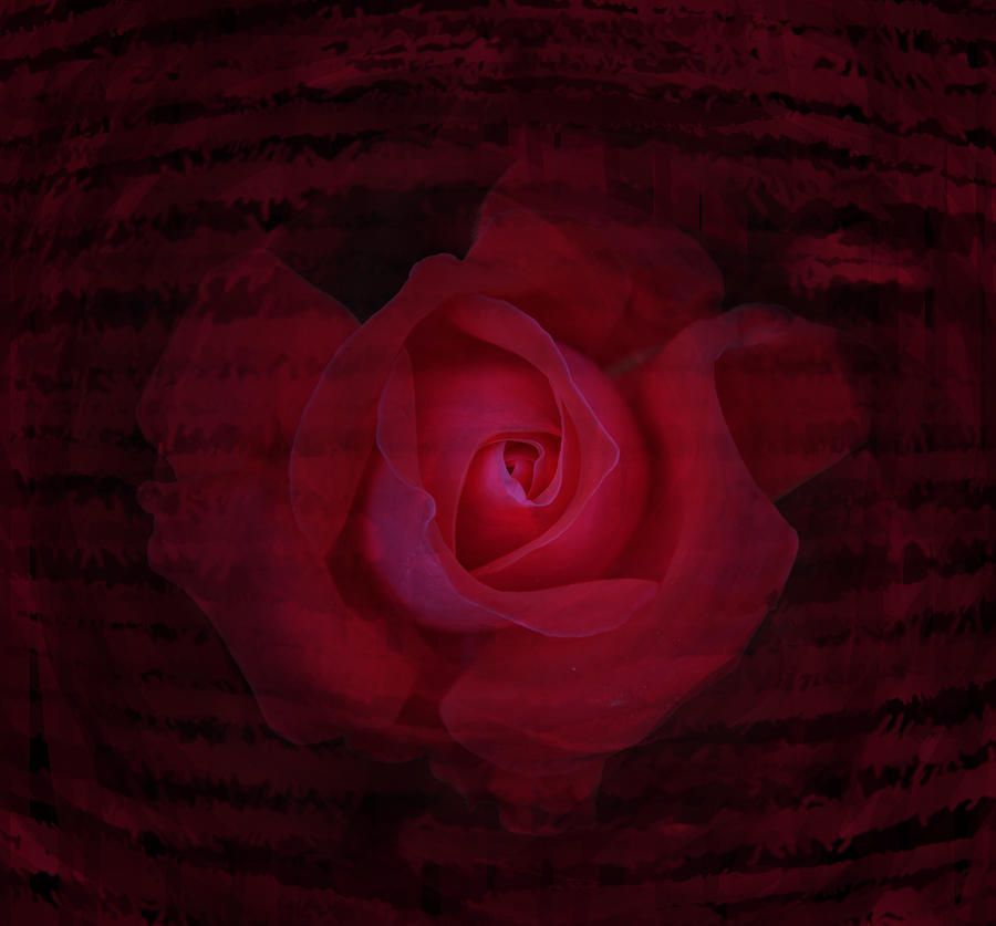 Flowers Still Life Photograph -  Dark rose by Damijana Cermelj