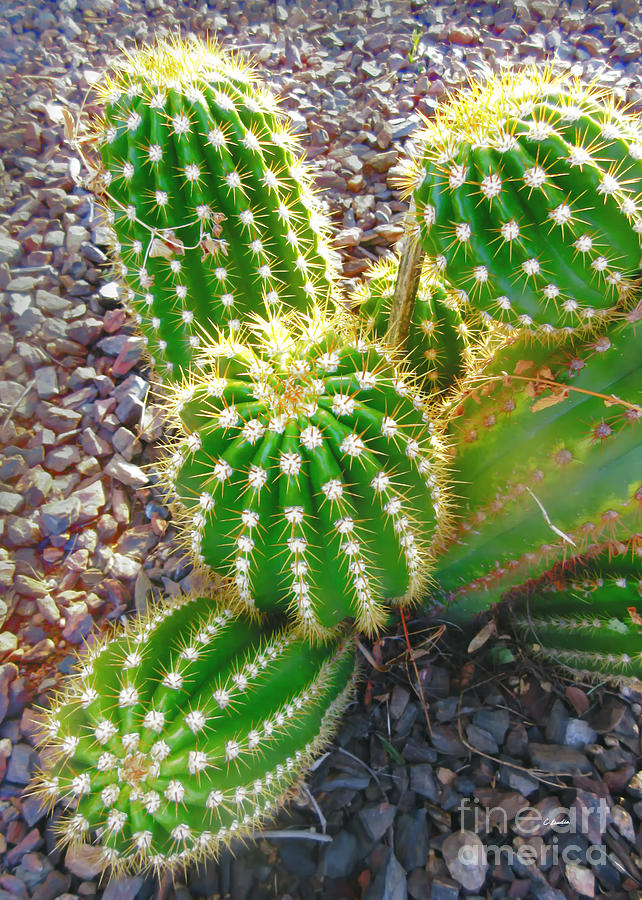  Desert Cactus Plant Photograph by Claudia Ellis