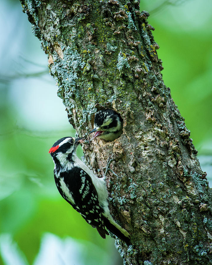  Downy Woodpecker Feeding Chick Photograph by Jeff Phillippi