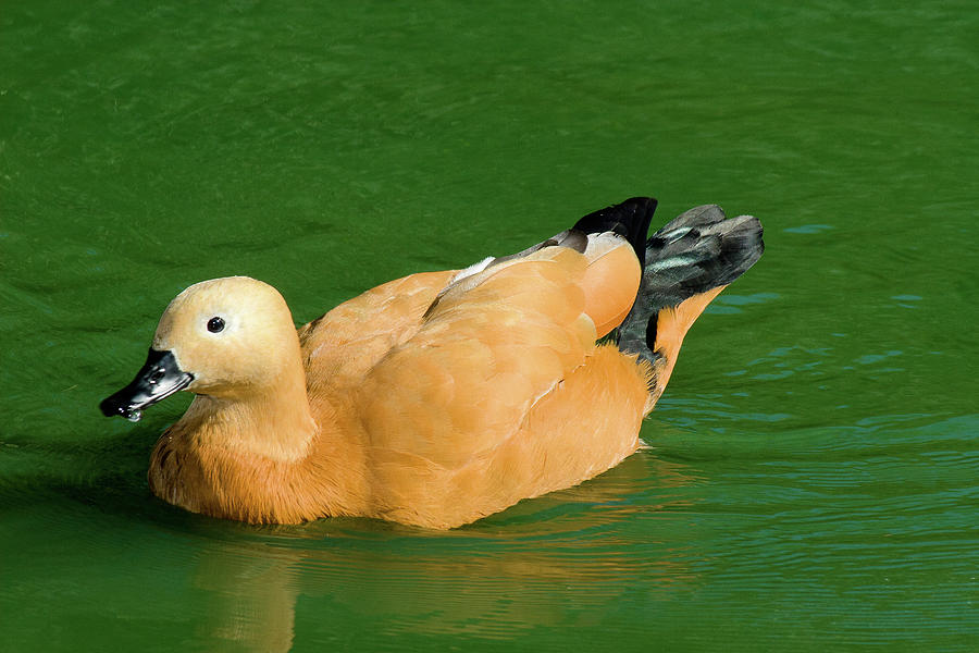 Animal Photograph -  Duck in Green water by John Buxton
