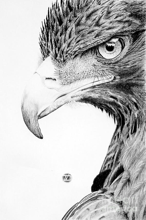 eagle drawing full body