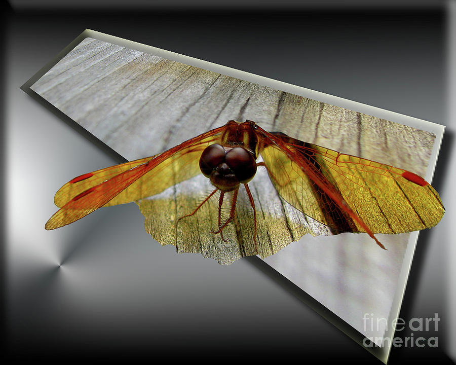 Eastern Amber Dragonfly 3D Digital Art by Donna Brown