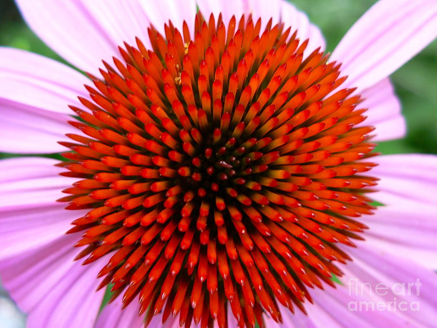  Echinacea Macro Photograph by Jean Wright