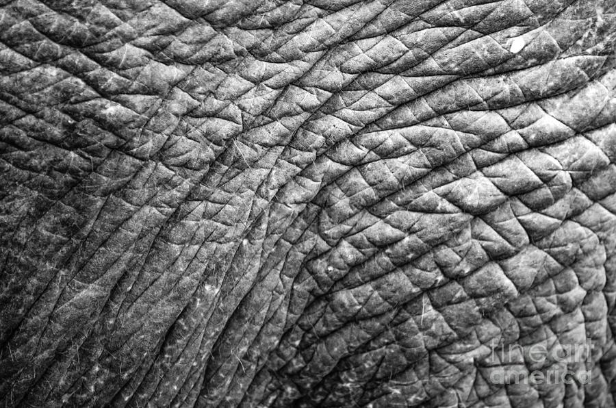  Elephant Skin Photograph by Michelle Meenawong