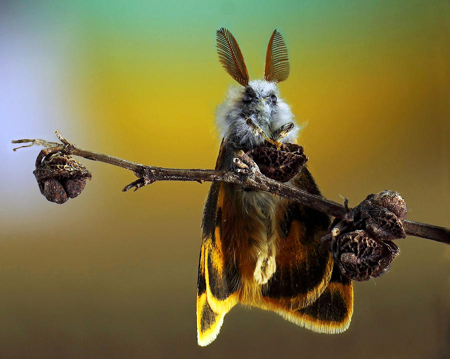 Moth Photograph - ~/ by Eyal Bussiba