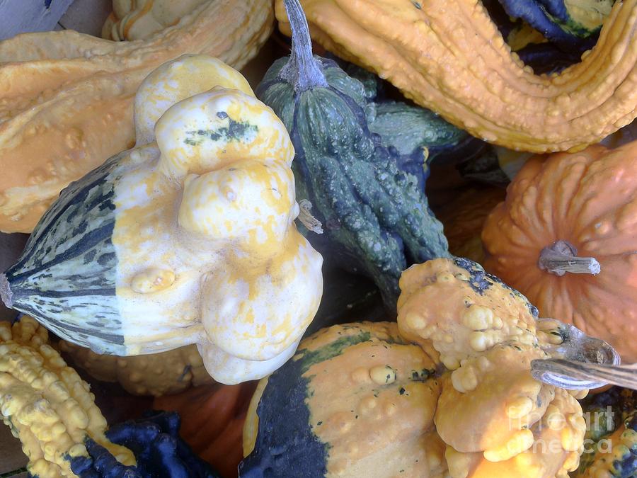  Fall Colors Pumpkins and Gords 3 Photograph by Edward Sobuta