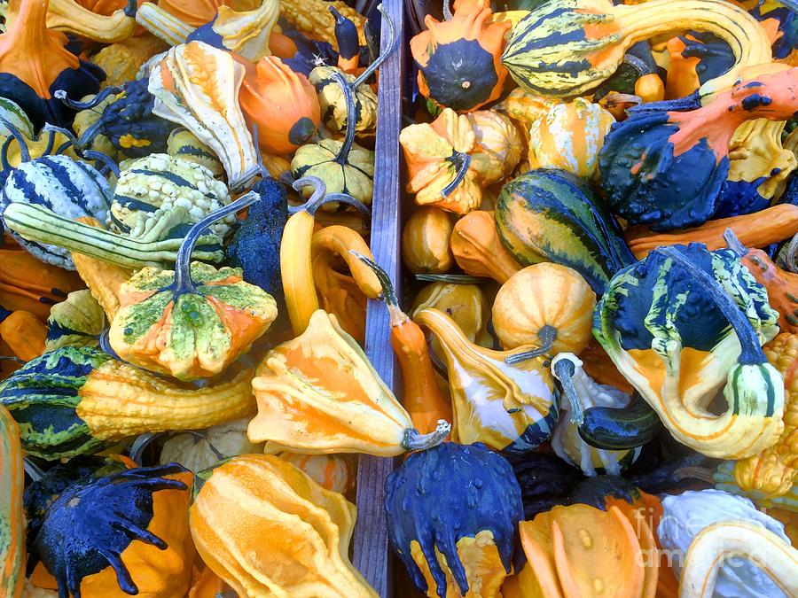  Fall Colors Pumpkins and Gords 9 Photograph by Edward Sobuta