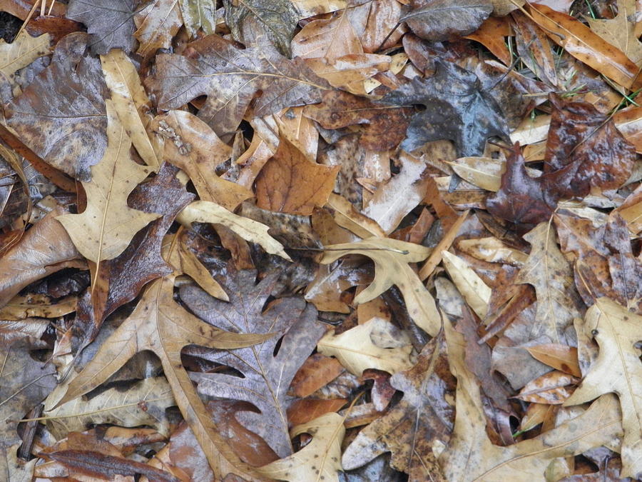  Fallen Leaves Photograph by Robin Coaker