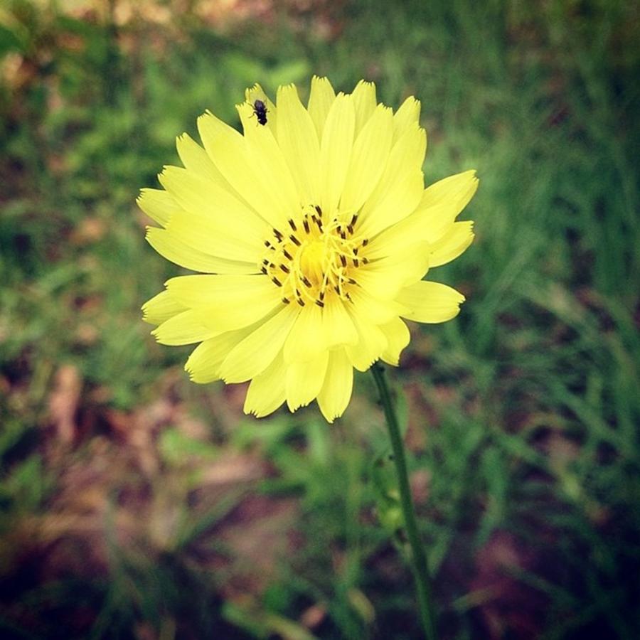 Summer Photograph - 🌞🌼 #flower #nature #sky #clouds by Shyann Lyssyj 