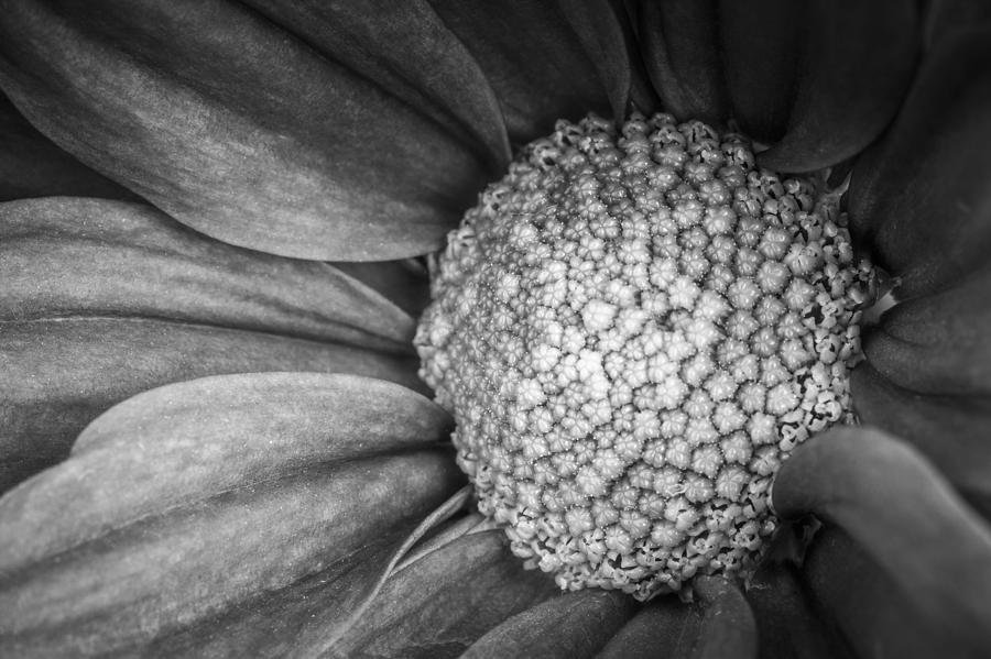 Flower - Up Close Photograph
