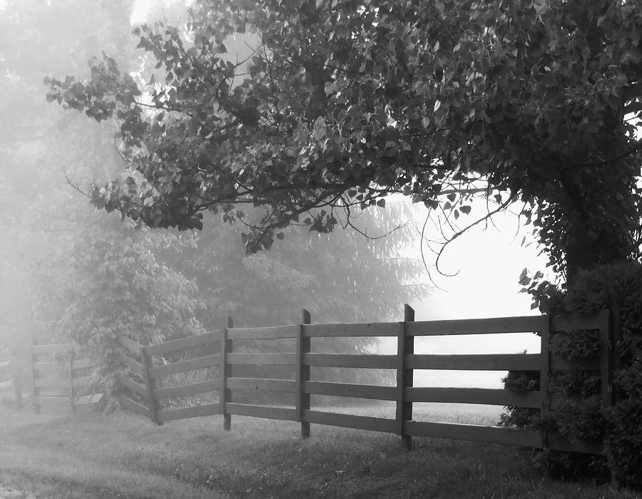  Fog at Dawn Photograph by Ann Bridges