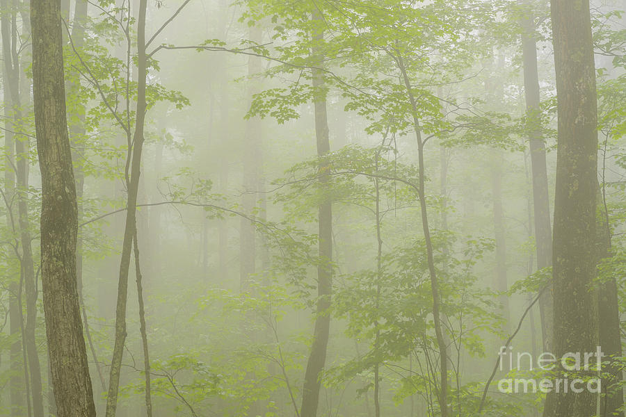  Foggy Forest Photograph by Thomas R Fletcher