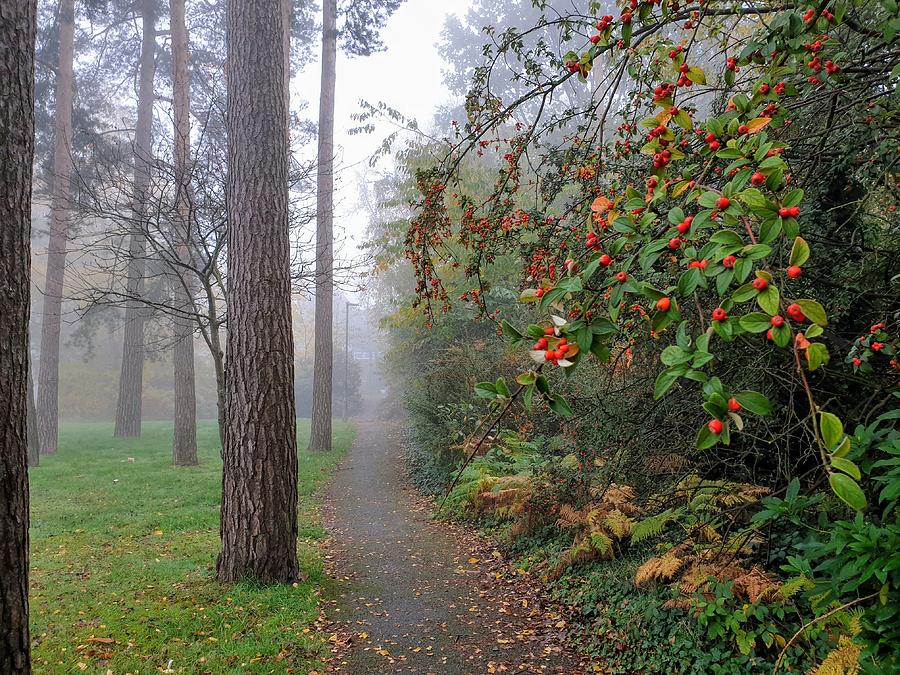 Foggy morning by Santosh Puthran Foggy morning by Santosh Puthran