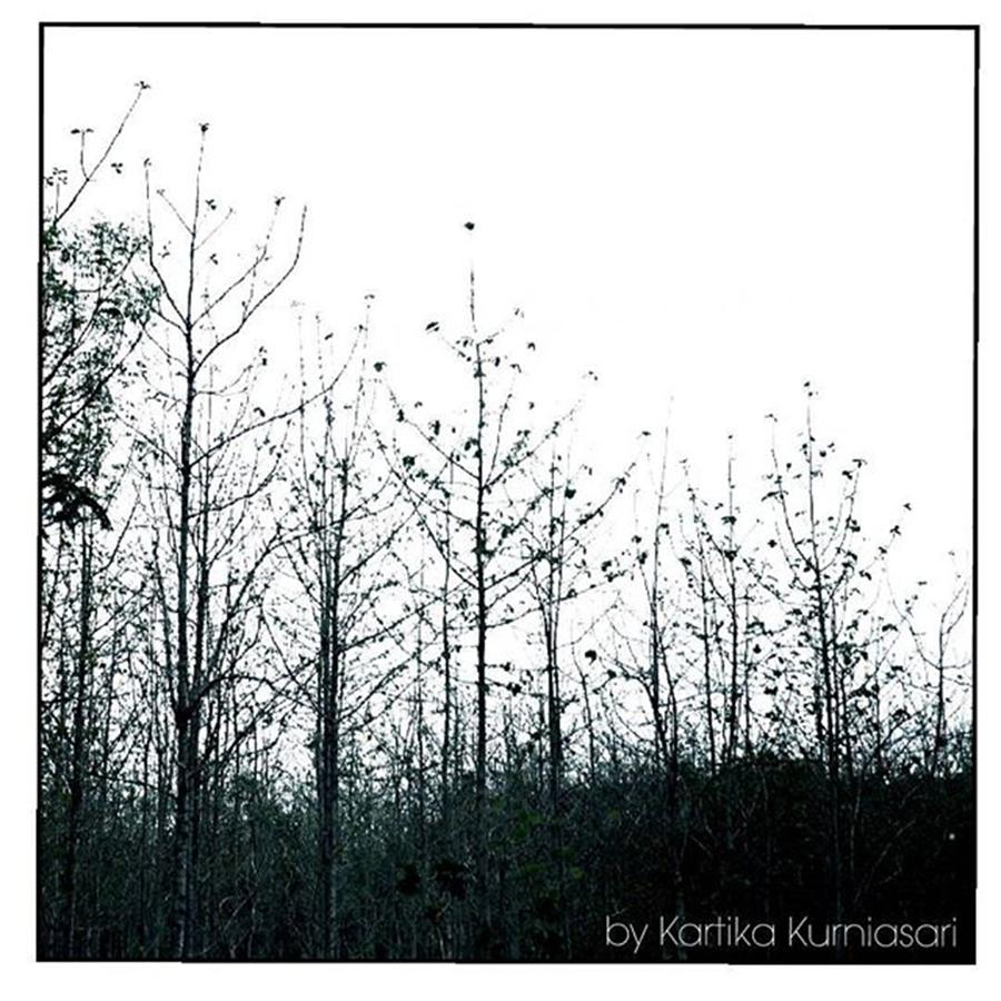 Tree Photograph - - Forest Simplicity-  by Kartika Kurniasari