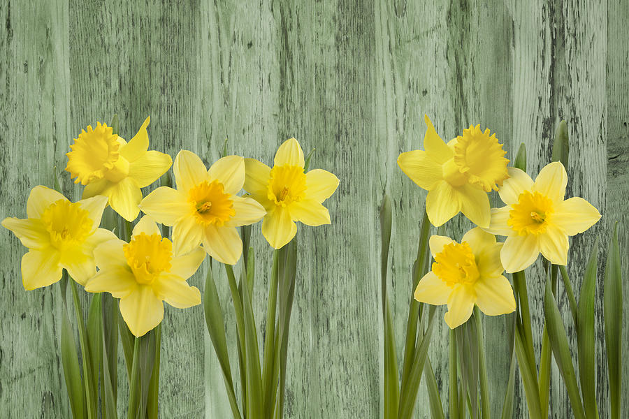 Spring Photograph - Fresh Spring Daffodils by Gillian Dernie Spring Photograph - Fresh Spring Daffodils by Gillian Dernie