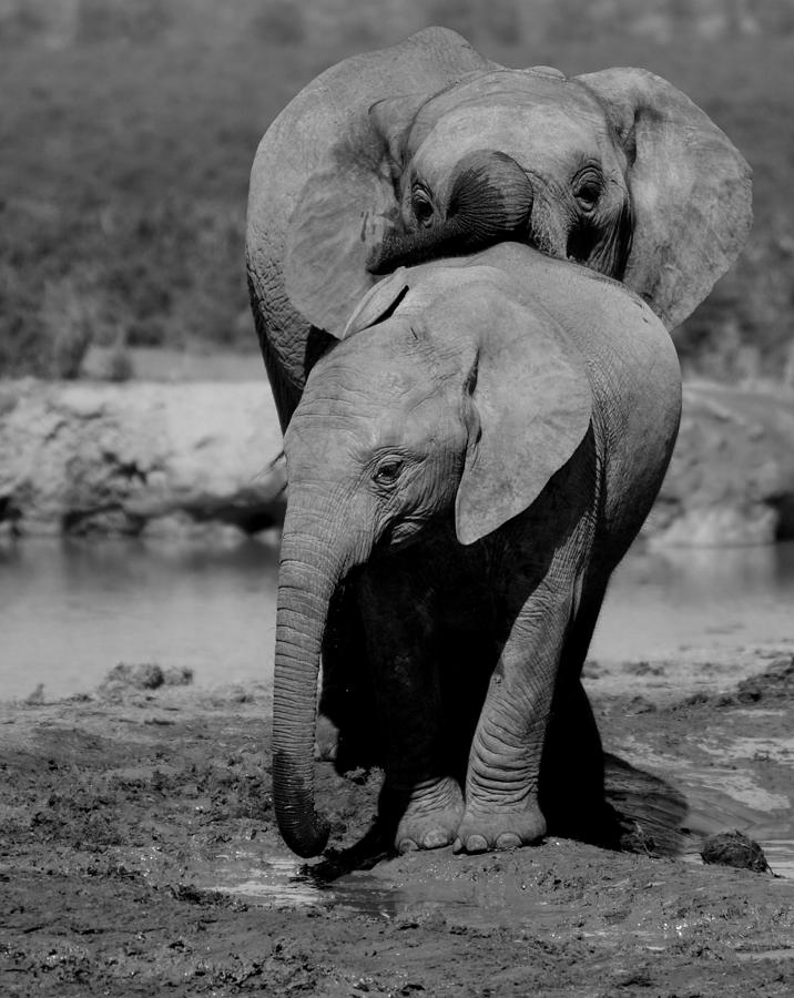 Friendship BW Photograph by Adele Van Schalkwyk - Fine Art America