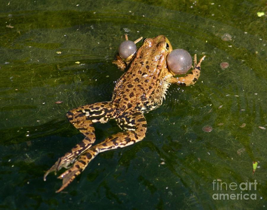 Nature Photograph -  Frog Beauty by Valia Bradshaw