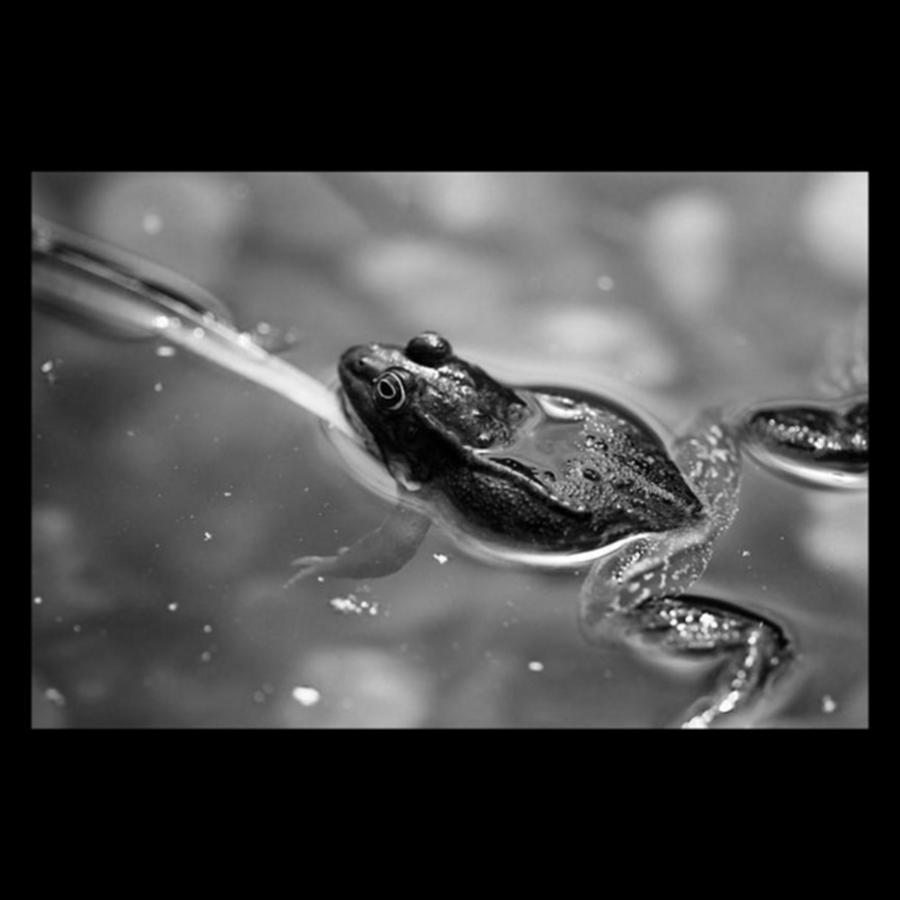 Frog Photograph - 🐸 Froschn. 
#frog #monochrome #bnw by Mandy Tabatt