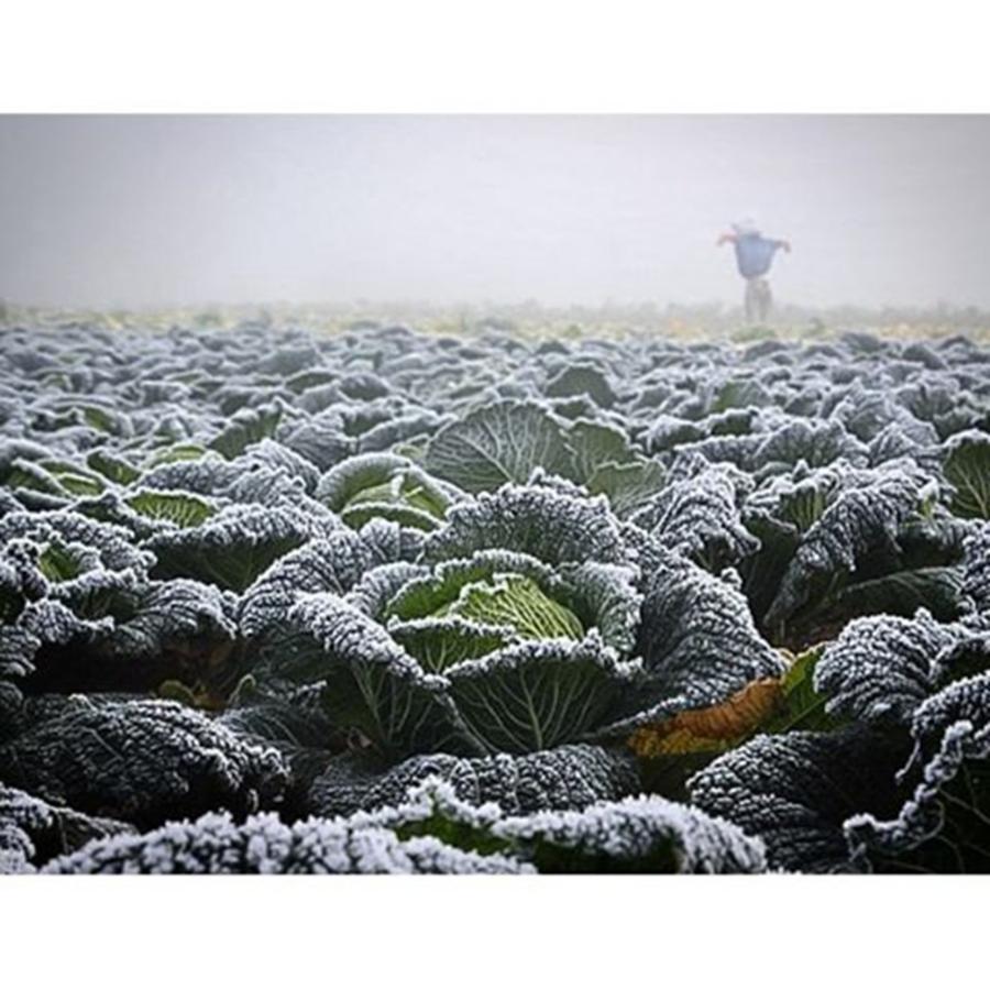Nature Photograph - ~ Frozen Veg ~ .
at The Farm Shop. Mr by Emilia B